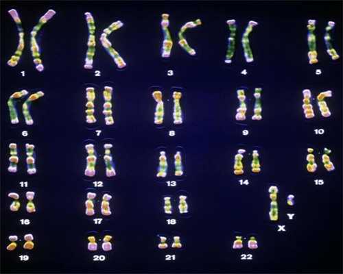 社保缴纳满六个月可否申领生育金？生育金申领指南