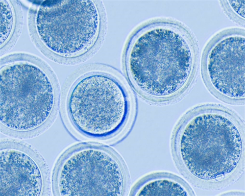43岁高龄求子：试管婴儿成功率几何？