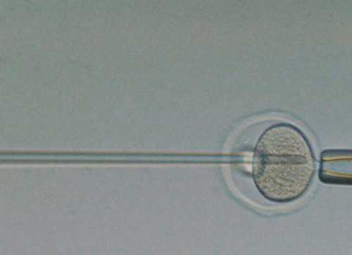 试管移植：胚胎着床多久才算稳定？